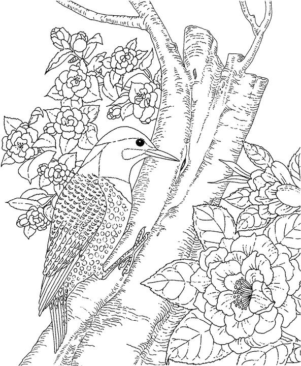 yellowhammer bird coloring pages - photo #3