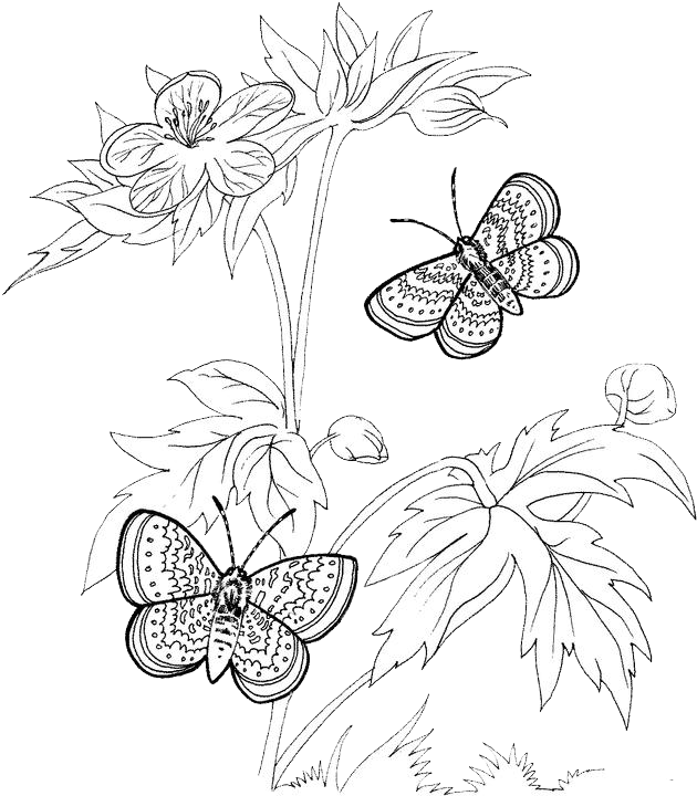 Butterfly Coloring Pages 18 | Purple Kitty