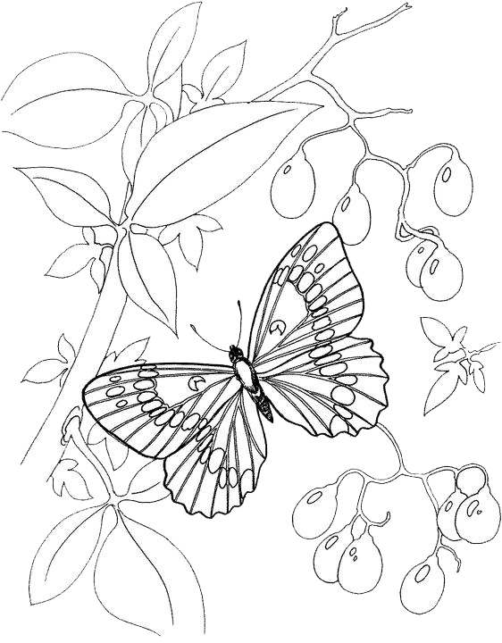 Blue Morpho Butterfly Page Coloring Pages