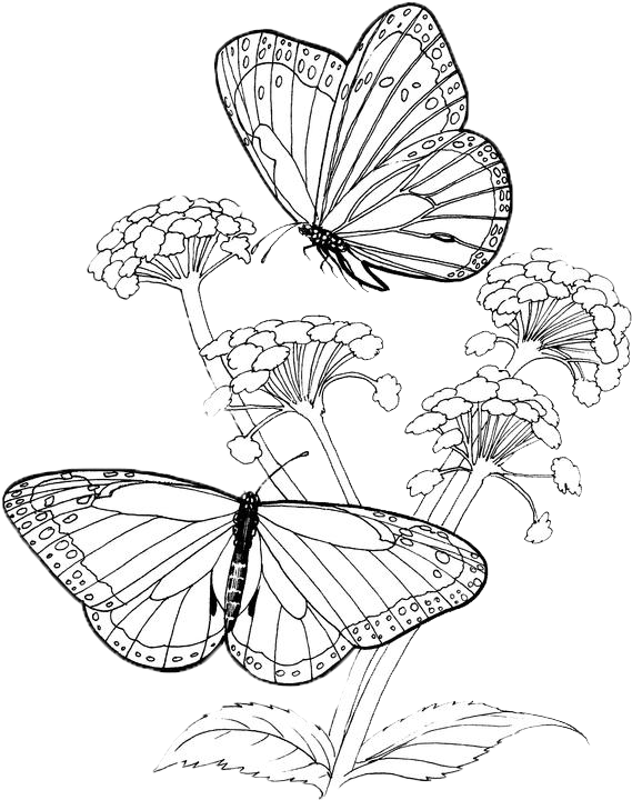 Butterfly Coloring Pages 41 | Purple Kitty