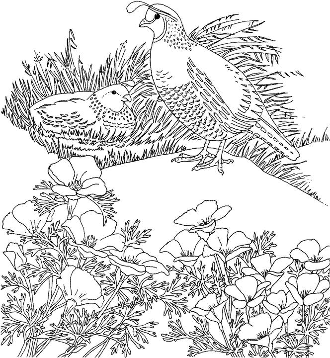california state bird coloring pages - photo #7