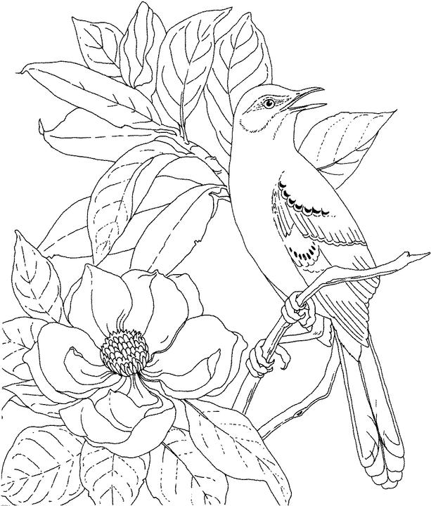 Mississippi Mockingbird Coloring Page Purple Kitty