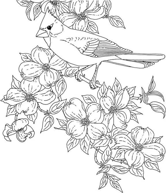 dogwood flower coloring pages - photo #6
