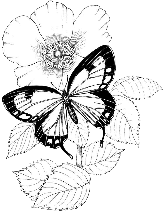 Download Butterfly Coloring Pages 12 | Purple Kitty