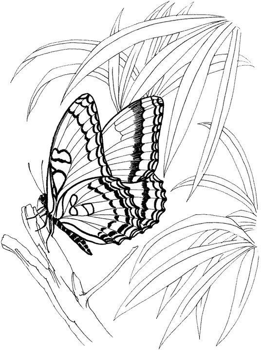 Butterfly Coloring Pages 33 | Purple Kitty