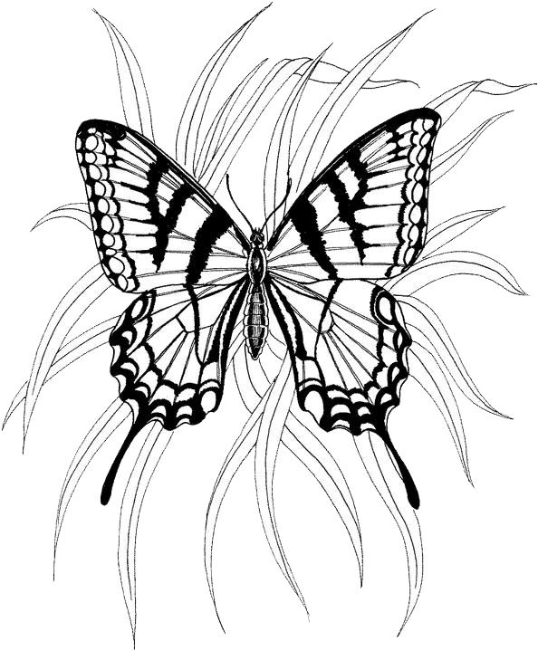Butterfly Coloring Pages 4 | Purple Kitty