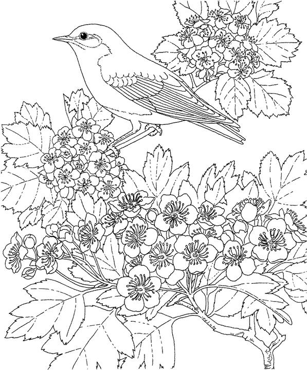 Download Missouri Bluebird Coloring Page | Purple Kitty