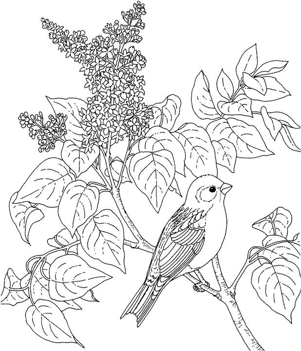 new hampshire purple finch coloring page  purple kitty