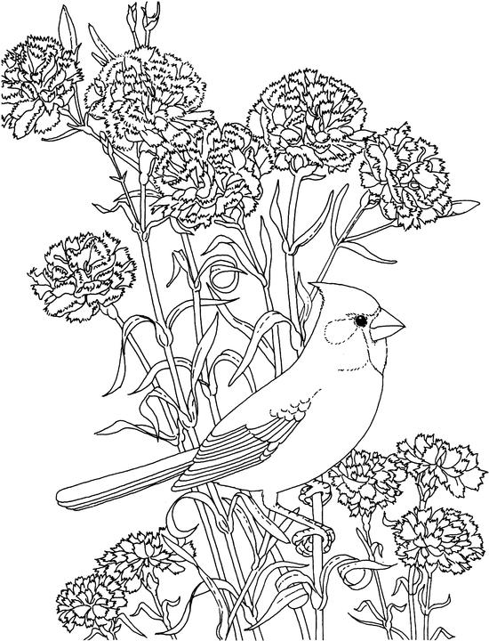 Ohio Cardinal Coloring Page Purple Kitty