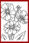 flower coloring pages