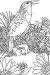 kansas western meadowlark