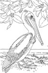 louisiana eastern brown pelican
