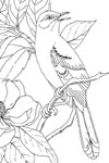 mississippi mockingbird