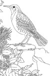oregon western meadowlark