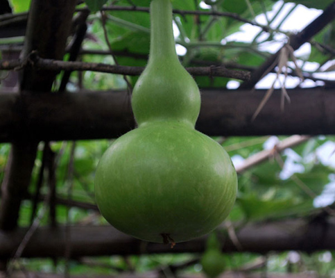 bottle gourd