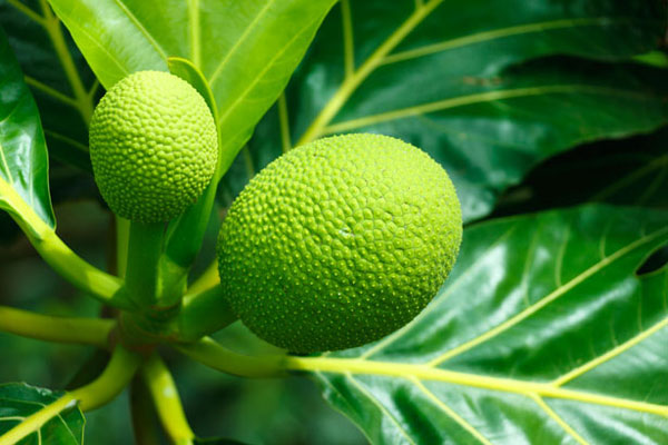 breadfruit