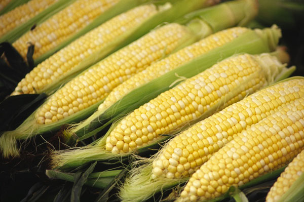 corn