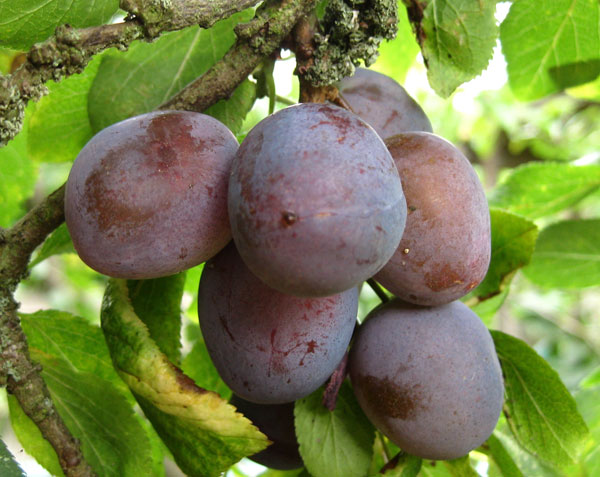 damson plum