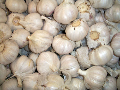 garlic