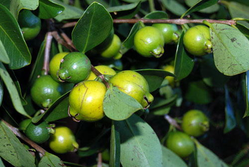 guavas