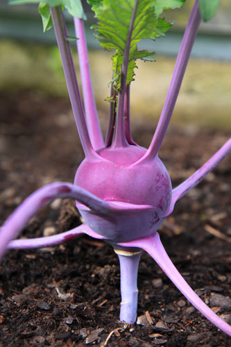 kohlrabi