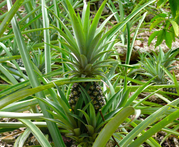 pineapples