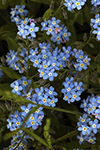 Forget-Me-Not Pattern