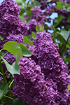 Lilac Pattern