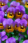 Pansy Pattern