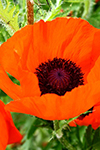 Poppy Pattern