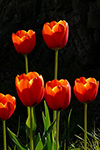 Tulip Pattern